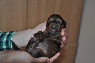 Jamniki d�ugow�ose